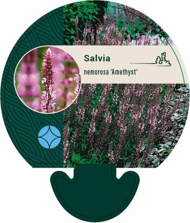 Salvia nemorosa 'Amethyst' P9 - afbeelding 2