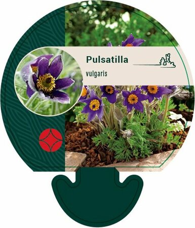 Pulsatilla vulgaris P9 - afbeelding 5