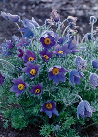 Pulsatilla vulgaris P9 - afbeelding 4