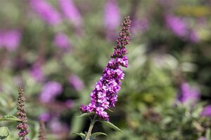 Buddleja davidii 'Pink Chip' - afbeelding 2