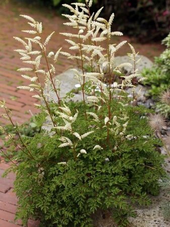 Aruncus aethusifolius P9 - afbeelding 4