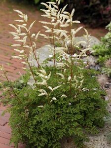 Aruncus aethusifolius P9 - afbeelding 4