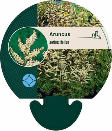 Aruncus aethusifolius P9 - afbeelding 1