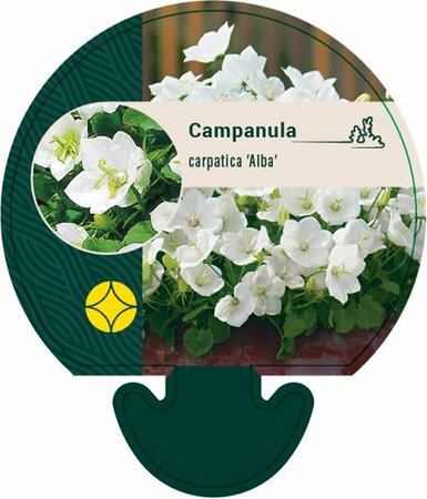 Campanula carpatica 'Alba' P9 - afbeelding 2
