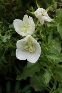 Campanula carpatica 'Alba' P9 - afbeelding 3