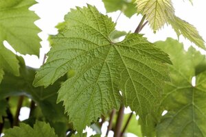 Vitis vinifera 'Katharina'