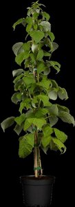 Rubus idaeus 'Schönemann' 50/60 C. 