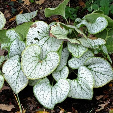 Brunnera macrophylla 'Silver Heart' P9 - afbeelding 2