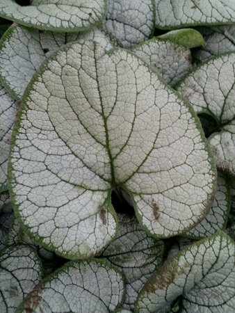 Brunnera macrophylla 'Silver Heart' P9 - afbeelding 4