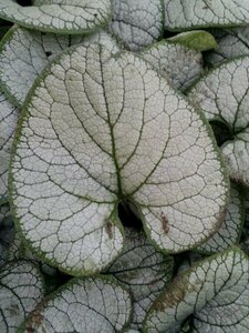 Brunnera macrophylla 'Silver Heart' P9 - afbeelding 4