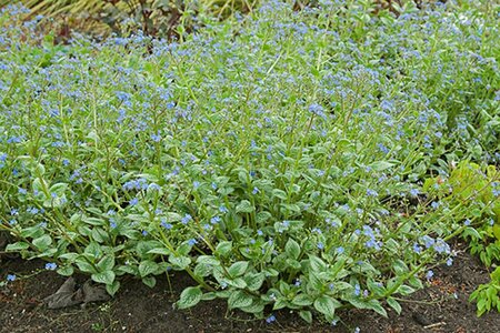 Brunnera macrophylla 'Silver Heart' P9 - afbeelding 3