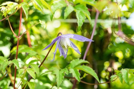 Clematis alpina C2