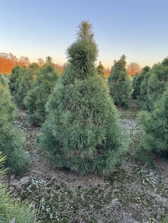 Pinus sylvestris - afbeelding 9