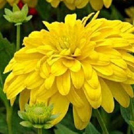 Rudbeckia laciniata 'Goldquelle' P9 - afbeelding 2