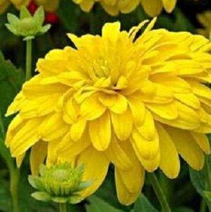 Rudbeckia laciniata 'Goldquelle' P9 - afbeelding 2