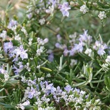 Rosmarinus officinalis 'Prostratus' C1.5 - afbeelding 3