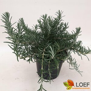 Rosmarinus officinalis 'Prostratus' C1.5 - afbeelding 1