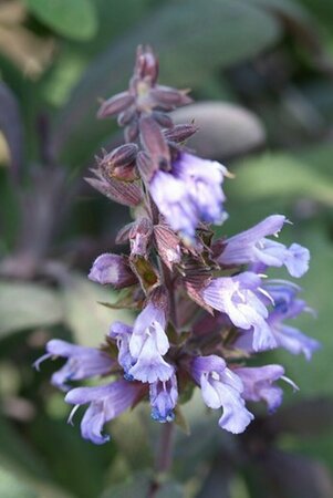 Salvia officinalis C1.5 - afbeelding 4