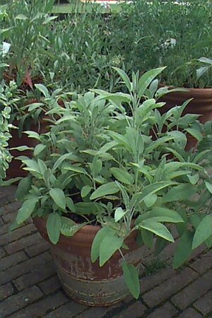 Salvia officinalis C1.5 - afbeelding 1