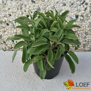 Salvia officinalis C1.5 - afbeelding 2