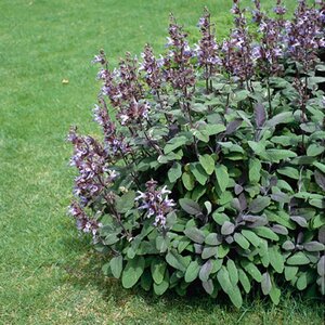 Salvia officinalis 'Purpurascens' C1.5 - afbeelding 4