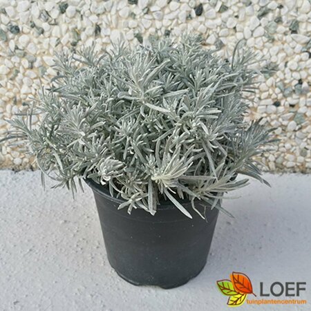 Helichrysum italicum C1.5 - afbeelding 1