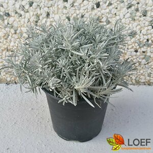 Helichrysum italicum C1.5 - afbeelding 1