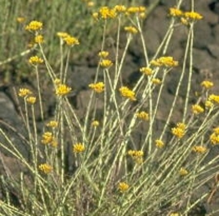 Helichrysum italicum C1.5 - afbeelding 4