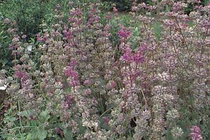Salvia verticillata 'Purple Rain' P9