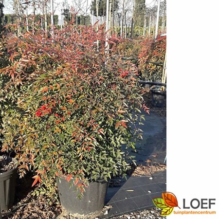 Nandina domestica - afbeelding 3