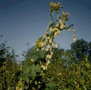 Humulus lupulus C2