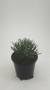 Lavandula angustifolia 'Munstead' P9 - afbeelding 5