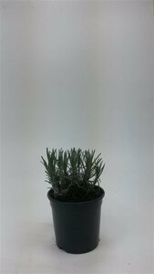 Lavandula angustifolia 'Munstead' P9 - afbeelding 10