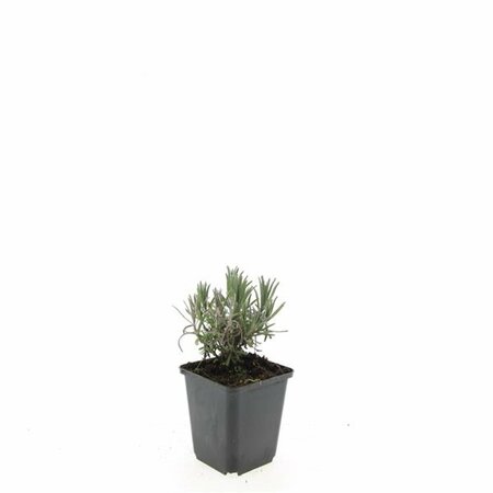 Lavandula angustifolia 'Munstead' P9 - afbeelding 22