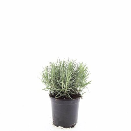 Lavandula angustifolia 'Munstead' P9 - afbeelding 29