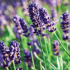 Lavandula angustifolia 'Munstead' P9 - afbeelding 28