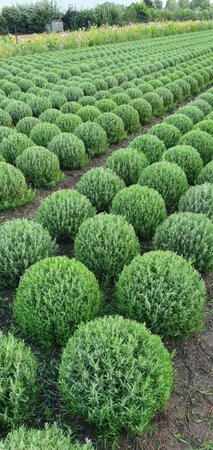 Lavandula angustifolia 'Munstead' P9 - afbeelding 6