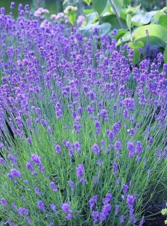 Lavandula angustifolia 'Munstead' P9 - afbeelding 4