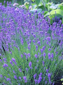 Lavandula angustifolia 'Munstead' P9 - afbeelding 4