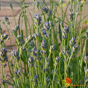 Lavandula angustifolia 'Munstead' P9