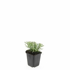 Lavandula angustifolia 'Munstead' P9 - afbeelding 26