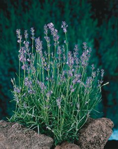 Lavandula angustifolia 'Munstead' P9 - afbeelding 15