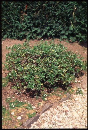 Ilex crenata 'Convexa' 30/40 C. - afbeelding 1