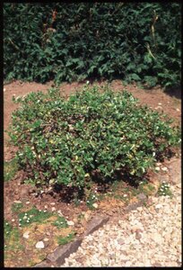 Ilex crenata 'Convexa' 30/40 C.