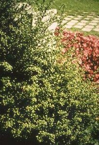 Ilex crenata 'Convexa' 30/40 C. - afbeelding 2