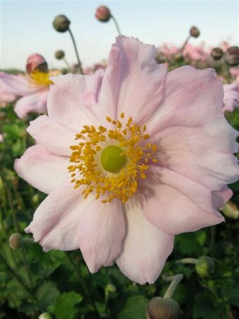 Anemone hybrida 'Königin Charlotte' P9 - afbeelding 2