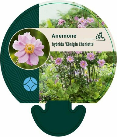 Anemone hybrida 'Königin Charlotte' P9 - afbeelding 1