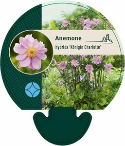 Anemone hybrida 'Königin Charlotte' P9 - afbeelding 1