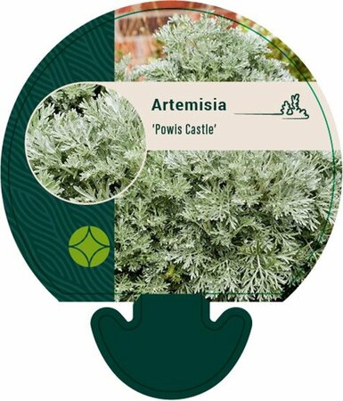 Artemisia 'Powis Castle' P9 - afbeelding 3