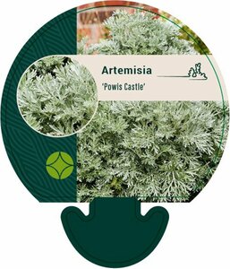Artemisia 'Powis Castle' P9 - afbeelding 3